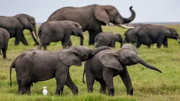 ହାତୀ ପାଇଁ ନାହିଁ ପାଣ୍ଠି