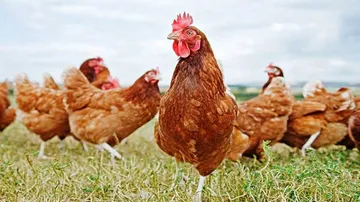 କୁକୁଡ଼ା ମୃତ୍ୟୁକୁ ନେଇ ହତ୍ୟାକାଣ୍ଡ