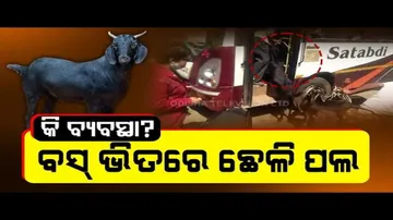 News Fuse – Man Travel With Herd of Goats