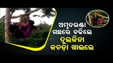 News Fuse | Woman Falls While Climbing Papaya Tree