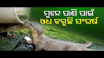 News Fuse- Otter struggles to quench thirst, humans yet to realise importance of water #Watch