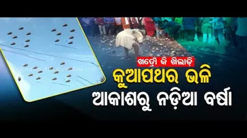 News Fuse | Coconuts hurled during special ritual in Koraput, elderly man busy in collecting cocon