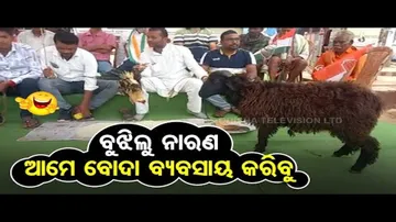 News Fuse | ‘Unemployed’ Congress youths stage unique protest, threaten to start livestock business