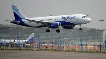 indigo 