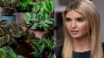 ଆପେ ଆପେ ହଲିଲା ଗଛ: ଭିଡିଓ ଦେଖି ଇଭାଙ୍କା ଟ୍ରମ୍ପ ହେଲେ ଆଶ୍ଚର୍ଯ୍ୟ