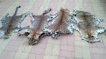 ବାଘ ଛାଲ ଜବତ ଘଟଣା: ଅଭିଯୁକ୍ତଙ୍କୁ ରିମାଣ୍ଡରେ ଆଣିପାରେ ଏସଟିଏଫ୍‌