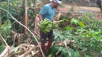 କଦଳୀ ବଗିଚା ନଷ୍ଟ କରିଦେଲେ ହାତୀ ପଲ