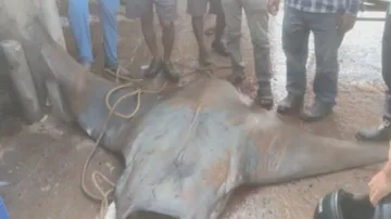 ଜାଲରେ ଧରା ପଡ଼ିଲା ବିଶାଳକାୟ ମଗର ମାଛ