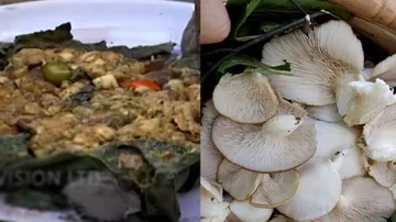 ‘ଛତୁ ପତ୍ର ପୋଡ଼ା’