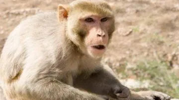 ଏଠି କିଏ ପଶୁ, ମଣିଷ ନା ମାଙ୍କଡ଼?