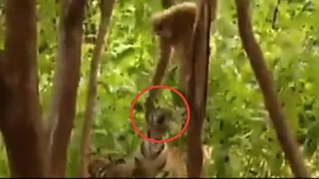 ବାଘ ଉପରେ ମାଙ୍କଡ ଦେଖାଇଲା ଦାଦାଗିରି