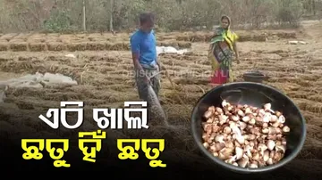 ଏହା ଏମିତି ଏକ ଗାଁ ଯେଉଁଠାରେ ପ୍ରତି ପରିବାର କରୁଛନ୍ତି ଛତୁ ଚାଷ