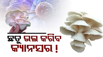 Mushrooms Turning Into Gold Nanoparticles For Cancer