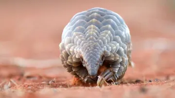 ଏହି ସୂଚନା ଦେଲେ ବନ ବିଭାଗ ପୁରସ୍କୃତ କରିବ