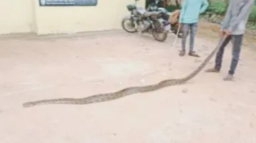 ଛେଳିଛୁଆକୁ ଗିଳିଥିବା ଅଜଗର ଉଦ୍ଧାର