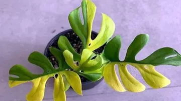 ଗଛରେ ମାତ୍ର ୪ଟି ପତ୍ର, ଦାମ୍ ଶୁଣିଲେ ହୋସ୍ ଉଡ଼ିଯିବ