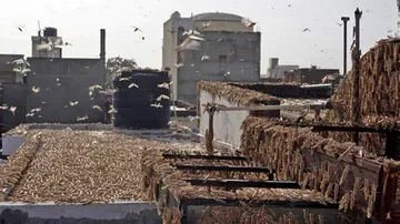 ପଙ୍ଗପାଳଙ୍କ ଭିଡିଓ ସେୟାର କଲେ ଧର୍ମେନ୍ଦ୍ର, କହିଲେ ସାବଧାନ ରୁହ