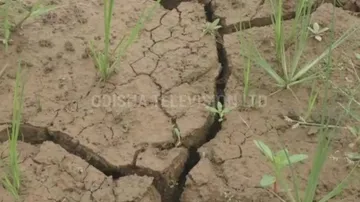 ବର୍ଷା ଅଭାବରୁ ଧାନ କ୍ଷେତ ଫାଟି ଆଁ : ଉଠା ଜଳ ସେଚନରୁ ଉଠୁନି ପାଣି, ଚିନ୍ତାରେ ଚାଷୀ