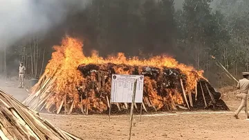 Police Destroyed Cannabis