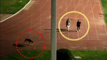 IAS Sanjeev Khirwar Walk The Dog Controversy In Thyagraj Stadium