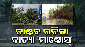 Cyclone Mandous Uproots Trees