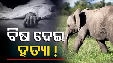 Similipal Tusker Death