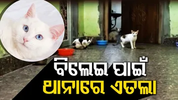 Chatrapur Local People File Report Against Pet Owner After Cats Create Ruckus In Colony