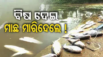 Quintals Of Dead Fish Found Floating In Ponds In Kendrapara