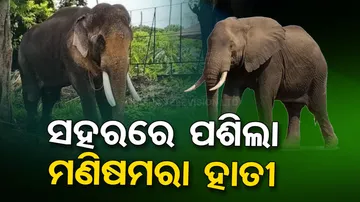 wild elephant creates havoc in kalahandi