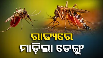 Odisha reports 175 dengue cases