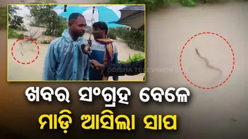 Snake comes near reporter while covering flood news in Sonepur