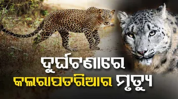 Leopard Dies After Being Hit By Speeding Car at Ganjam