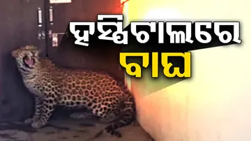 Leopard enters hospital in Nashik