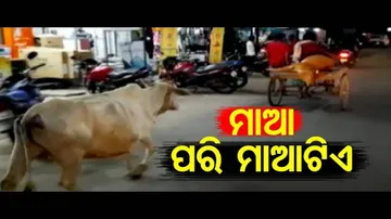 News Fuse | Unconditional Love Between Mother Cow & Injured Calf