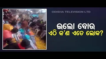 OTV News Fuse | Cows Walking All Over People | Centuries-Old Ceremony