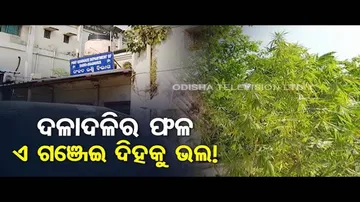 News Fuse | Cannabis Plant Inside SCB Hospital