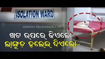 Dogs On Hospital Bed-News Fuse