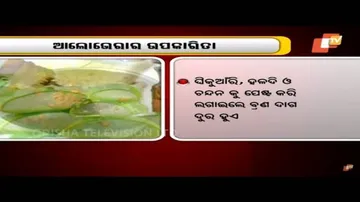 ଆଲୋଭେରାର ଉପକାରିତା ଗୁଣ ବିଷୟରେ ଜଣାନ୍ତୁ || Benefits of Using Aloe Vera