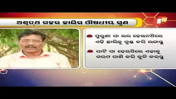 ଓସ୍ତ ଗଛର ଉପକାର ବିଷୟରେ ଜାଣନ୍ତୁ