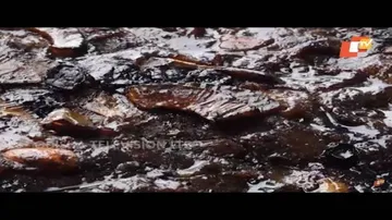 ଆମ୍ବ ପୋଡ଼ ପିଠା | Amba Poda Pitha: How to Make - Odia Food & Recipes