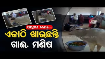 News Fuse- Cattle, Human Share Space At Aahar Kendra In Berhampur