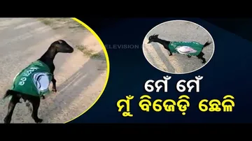 News Fuse | Capital City’s ‘Smart’ Ox Knows Whose Poster To Eat