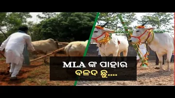 News Fuse 06 May 2022| MLAଙ୍କ ପାହାର... ବଳଦ ଛୁ....