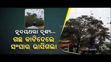 News Fuse | Tree chopped down in Kerala leaves hundreds of birds dead