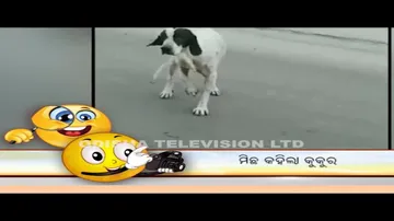 News Fuse 26 SEPT 2022| Michha Kahila Kukura