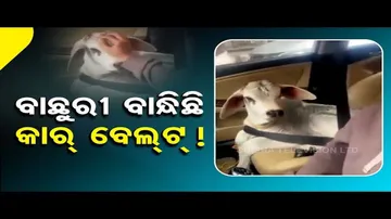 News Fuse | Owner ensures safety of calf while travelling in car