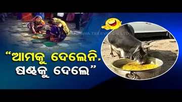 News Fuse | Bull feasts on food prepared for BJD programme