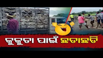 News Fuse | Locals loot chickens after poultry truck meets with accident