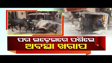 News Fuse | Auto-rickshaw overturns while trying to hit bull