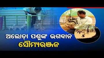 News Fuse | Meet Man who is making an effort and taking care of wounded dogs